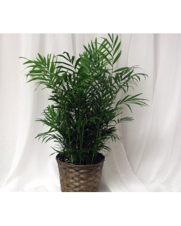 Palm plant